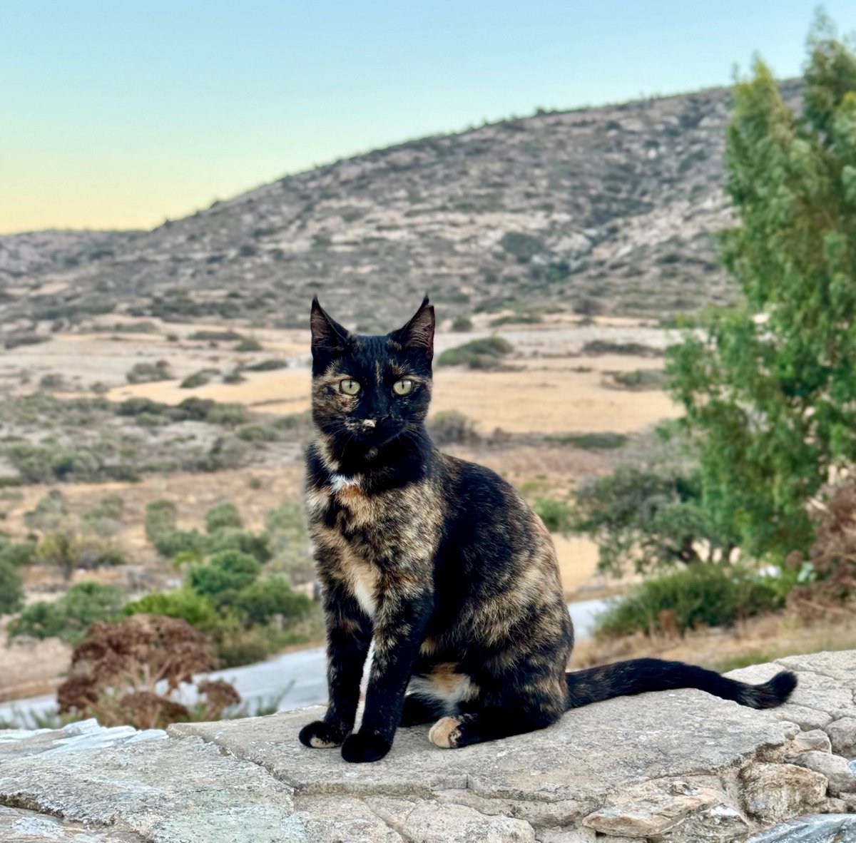 Cats of Iraklia tweet media