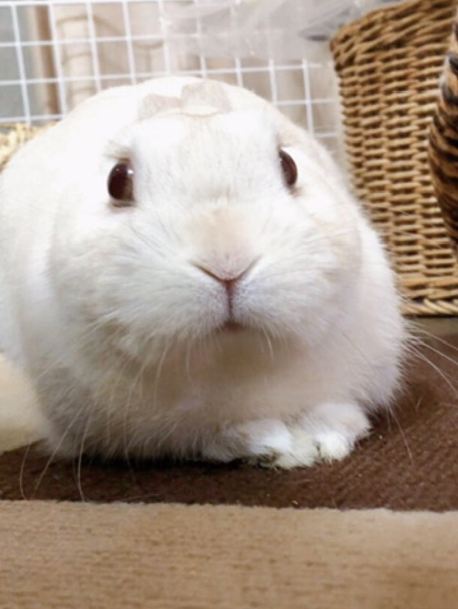 千代屋 tweet media