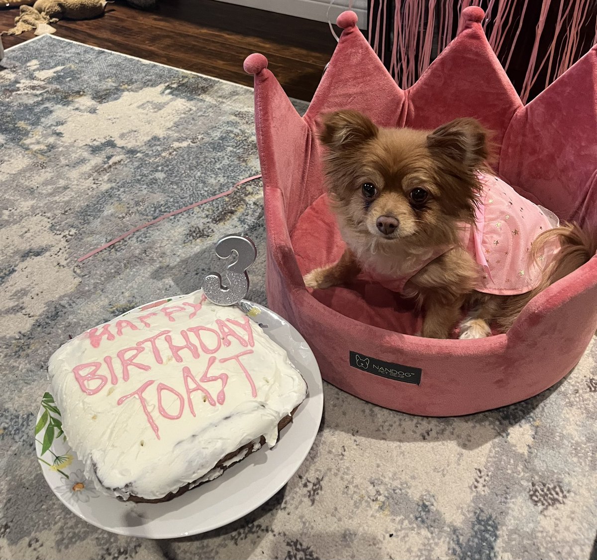 ThatHabsFann's tweet photo. My baby turned 3 today https://t.co/avegykDZQx