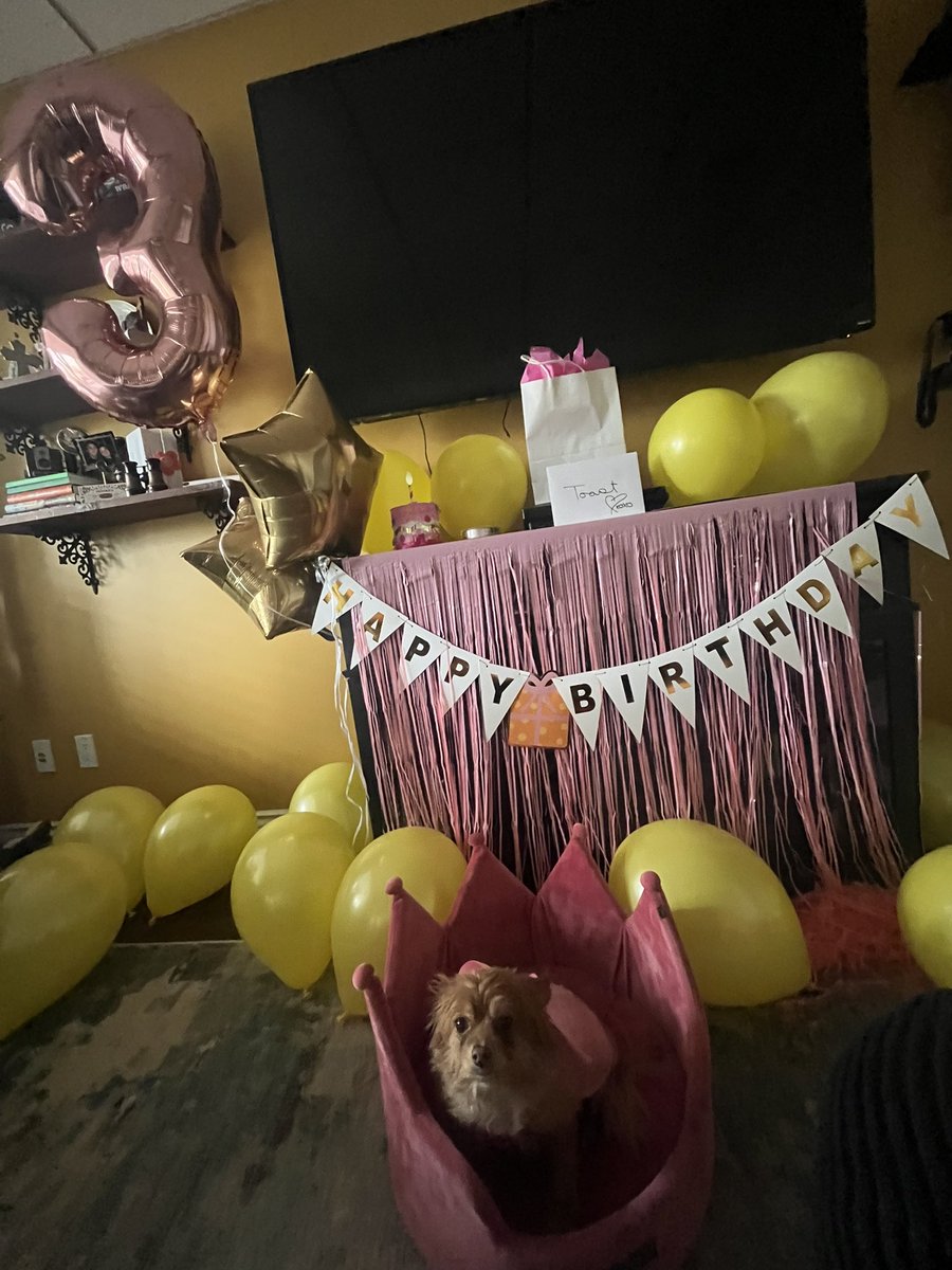 ThatHabsFann's tweet photo. My baby turned 3 today https://t.co/avegykDZQx