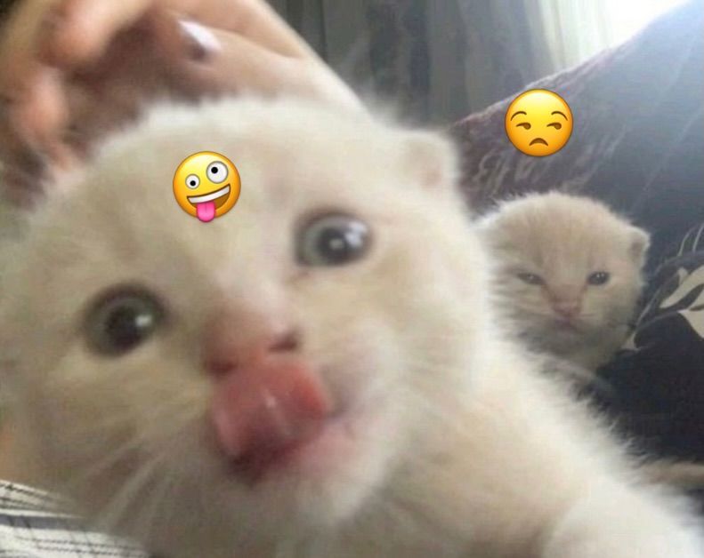 Cat TikToks tweet media