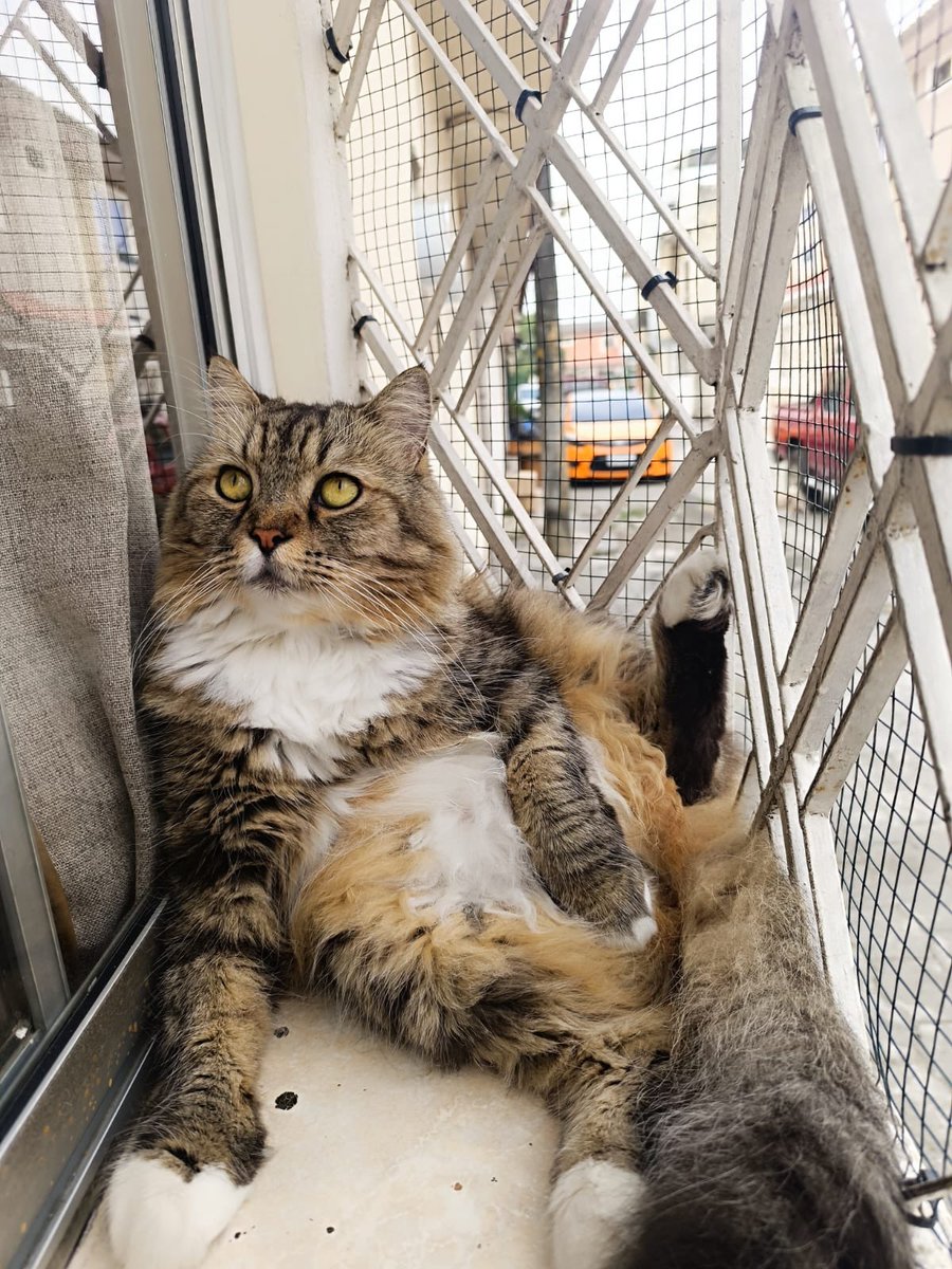 AlertaMePerdi's tweet photo. #ACTUALIZACION #PERDIDO #GUAYAQUIL
Nombre: #Blacky
Fecha: 2026-02-16
Sector: Norte,Mucho Lote 1 Etapa 6
Mz. 2577
Sexo: Macho
Raza: Mestizo
Observación: Gordo , grande y de abundante pelo
Color: Gris amarillento
Contacto: 0978979460
¡Ayúdalo a volver con su familia
#AlertaMePerdí https://t.co/Z4HQYHmabS