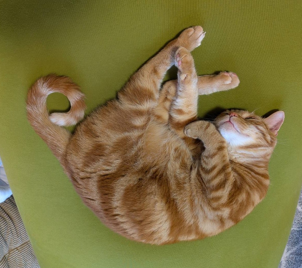 ぼん@🐅🐅🐅🐈🐅💨 tweet media
