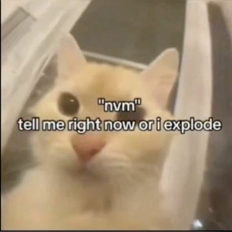 smol silly cat tweet media