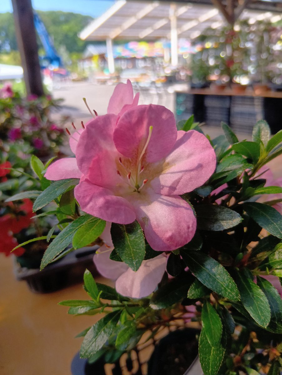桜姫