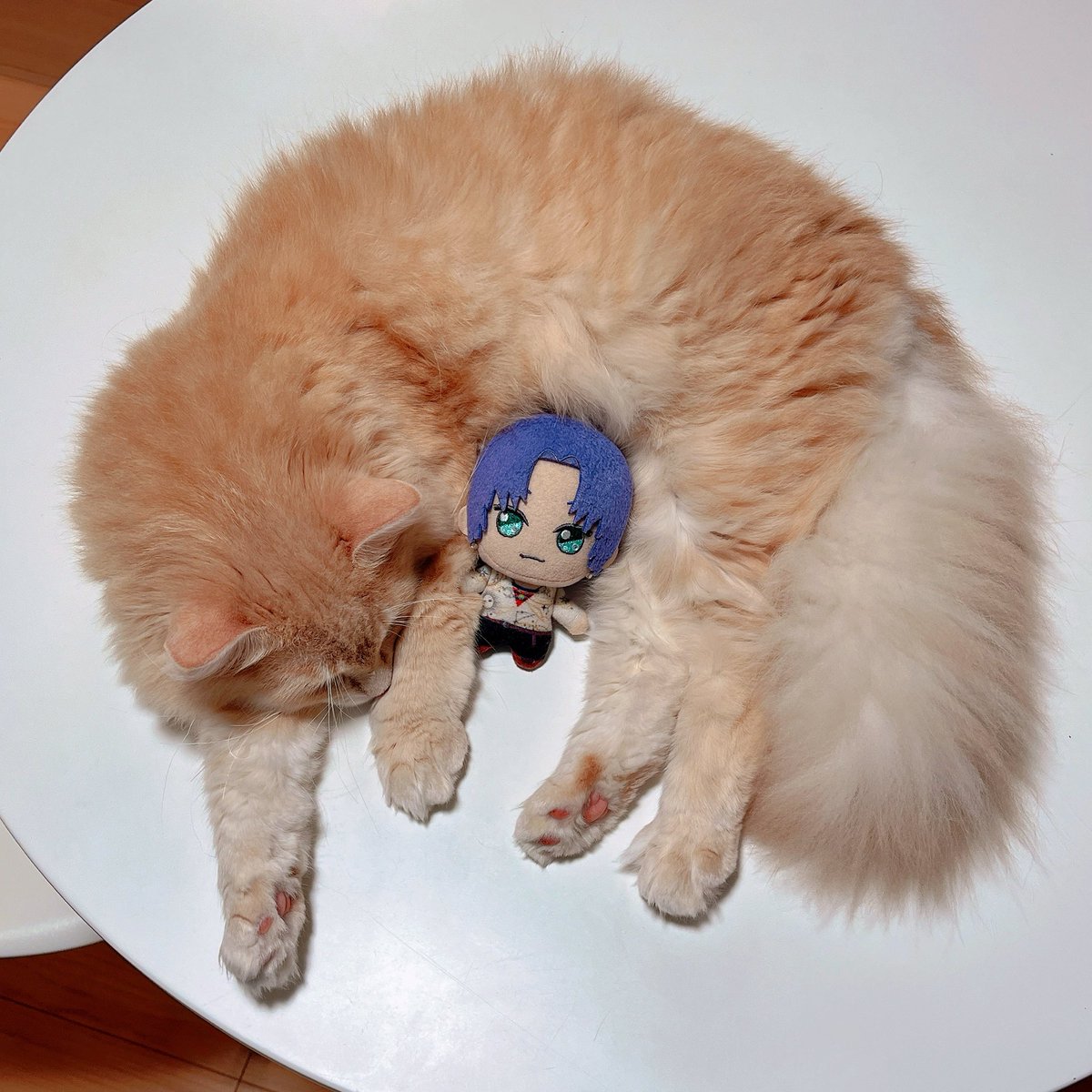 ムルぬいのいる生活 tweet media