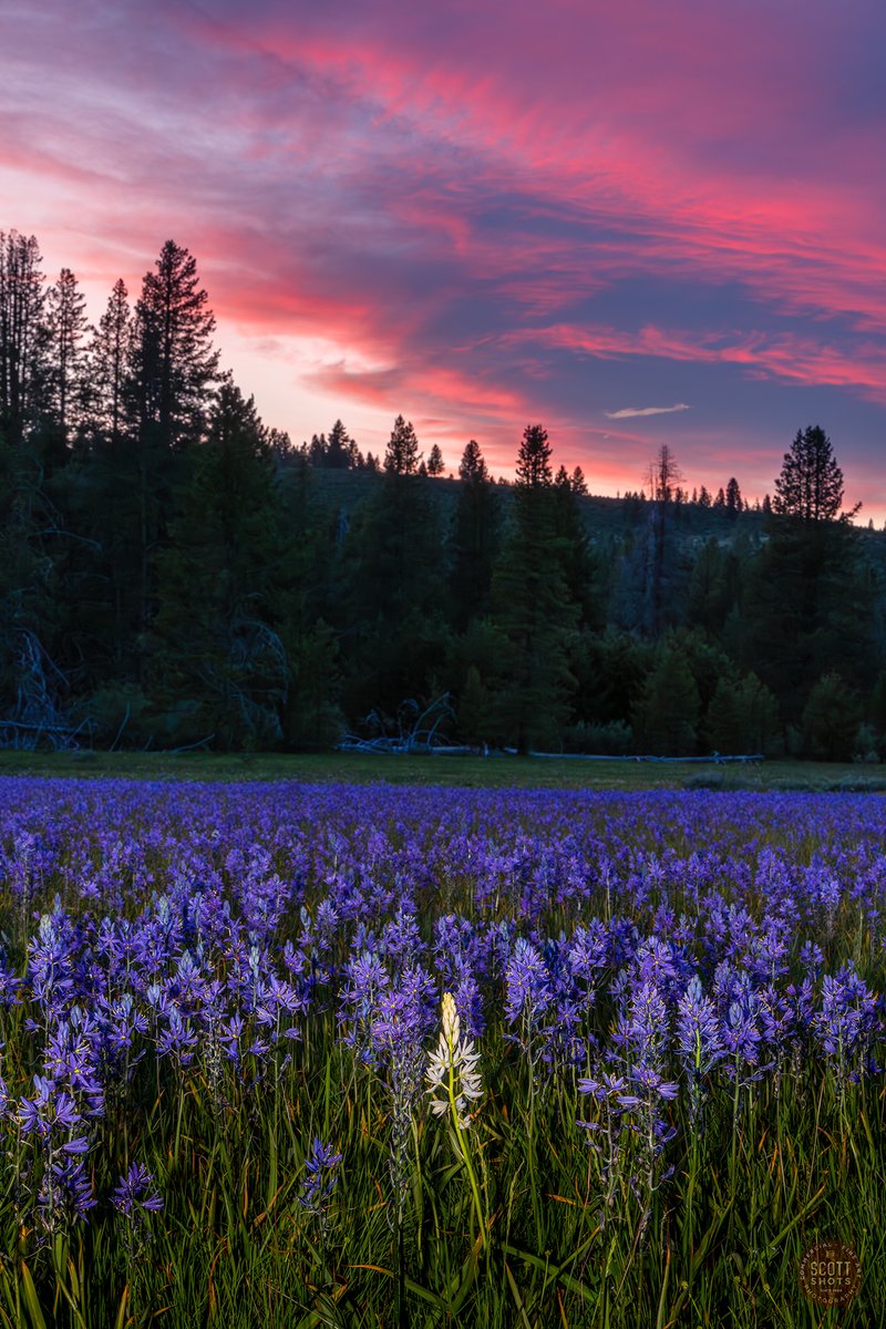 ScottShot's tweet photo. Shot last night at Sagehen Meadows near Truckee — huge camas bloom this year! Found this rare white camas among thousands of purple ones beneath an incredible pink sunset. Get out there! 🌸 Have you ever seen a white camas? #Truckee #wildflowers https://t.co/aXSD5QoA2Y