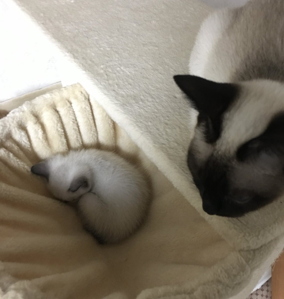 🌱猫と一緒 tweet media