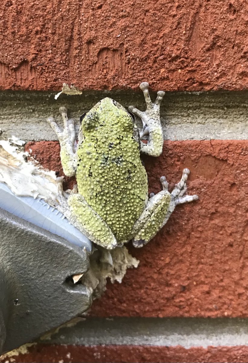 WrassleQueen's tweet photo. Found a 🐸 on my house https://t.co/PUpBhO4L11