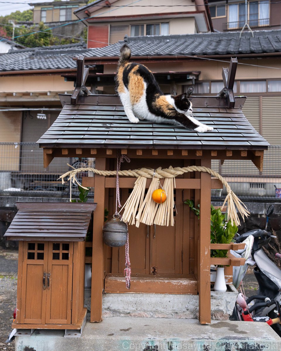 猫写真家 沖 昌之 (MASAYUKI OKI) tweet media
