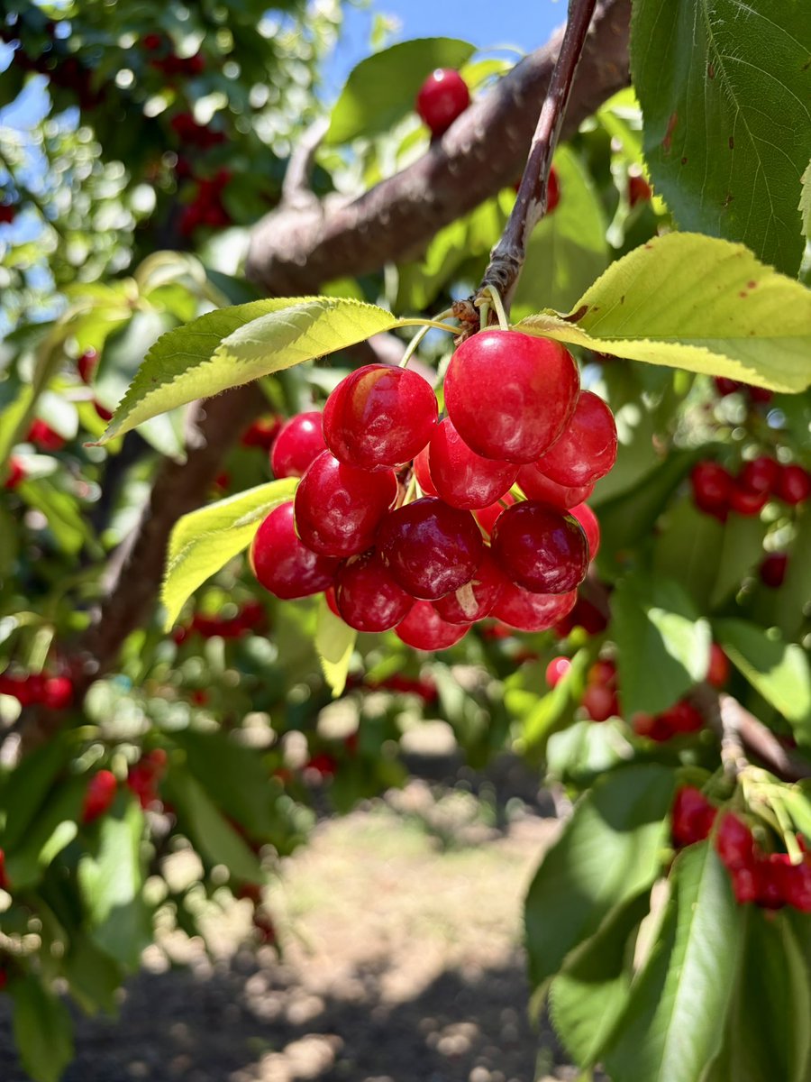 fulife0726's tweet photo. チェリー狩りしてきた！🍒🍒🍒
アメリカンチェリー🍒🇺🇸
さくらんぼの木初めて見た…！！
身が大きめで甘くて美味しい😋💓

大量に狩りすぎて食べるの飽きてきた🤣
3日連続で1日90個くらい���べてるけどまだ減らない…笑￼ https://t.co/b9DEgVzMx1