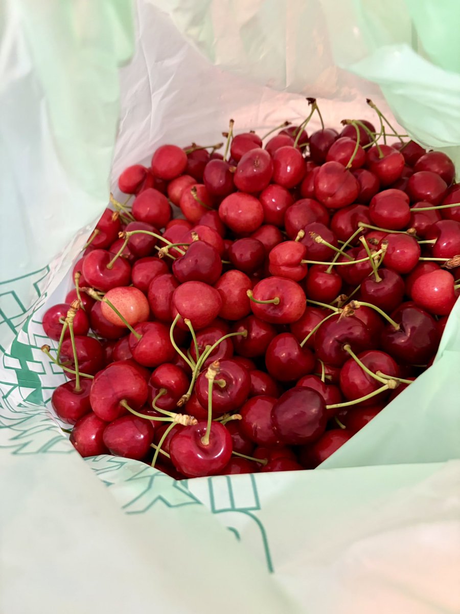 fulife0726's tweet photo. チェリー狩りしてきた！🍒🍒🍒
アメリカンチェリー🍒🇺🇸
さくらんぼの木初めて見た…！！
身が大きめで甘くて美味しい😋💓

大量に狩りすぎて食べるの飽きてきた🤣
3日連続で1日90個くらい���べてるけどまだ減らない…笑￼ https://t.co/b9DEgVzMx1