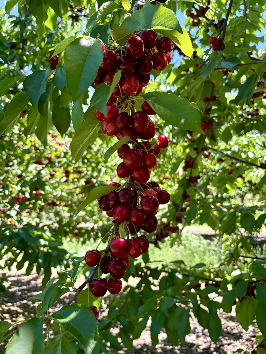 fulife0726's tweet photo. チェリー狩りしてきた！🍒🍒🍒
アメリカンチェリー🍒🇺🇸
さくらんぼの木初めて見た…！！
身が大きめで甘くて美味しい😋💓

大量に狩りすぎて食べるの飽きてきた🤣
3日連続で1日90個くらい���べてるけどまだ減らない…笑￼ https://t.co/b9DEgVzMx1