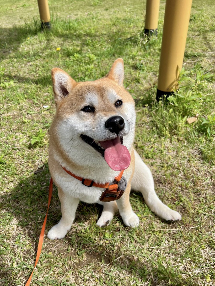 シヴァ犬こむぎっす🐾豆シヴァわらび tweet media