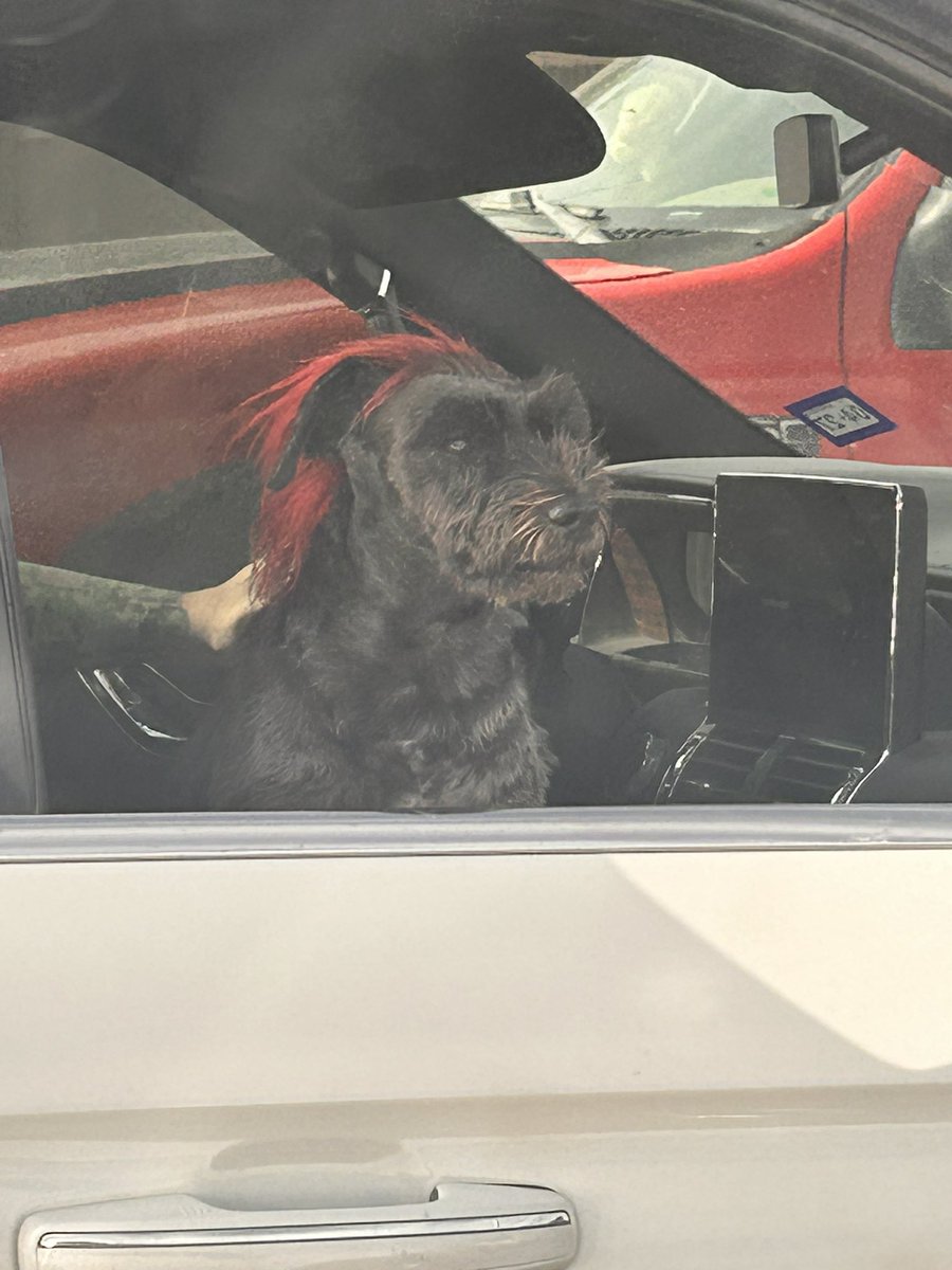 Tahj_Time's tweet photo. @bigjayoakerson this your dog? https://t.co/RX76WAL724