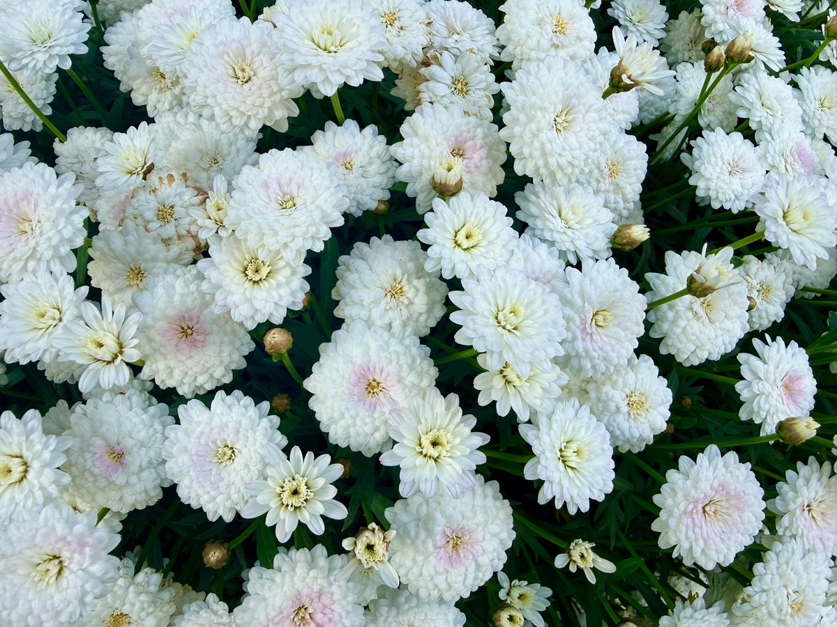 末原拓馬 tweet media