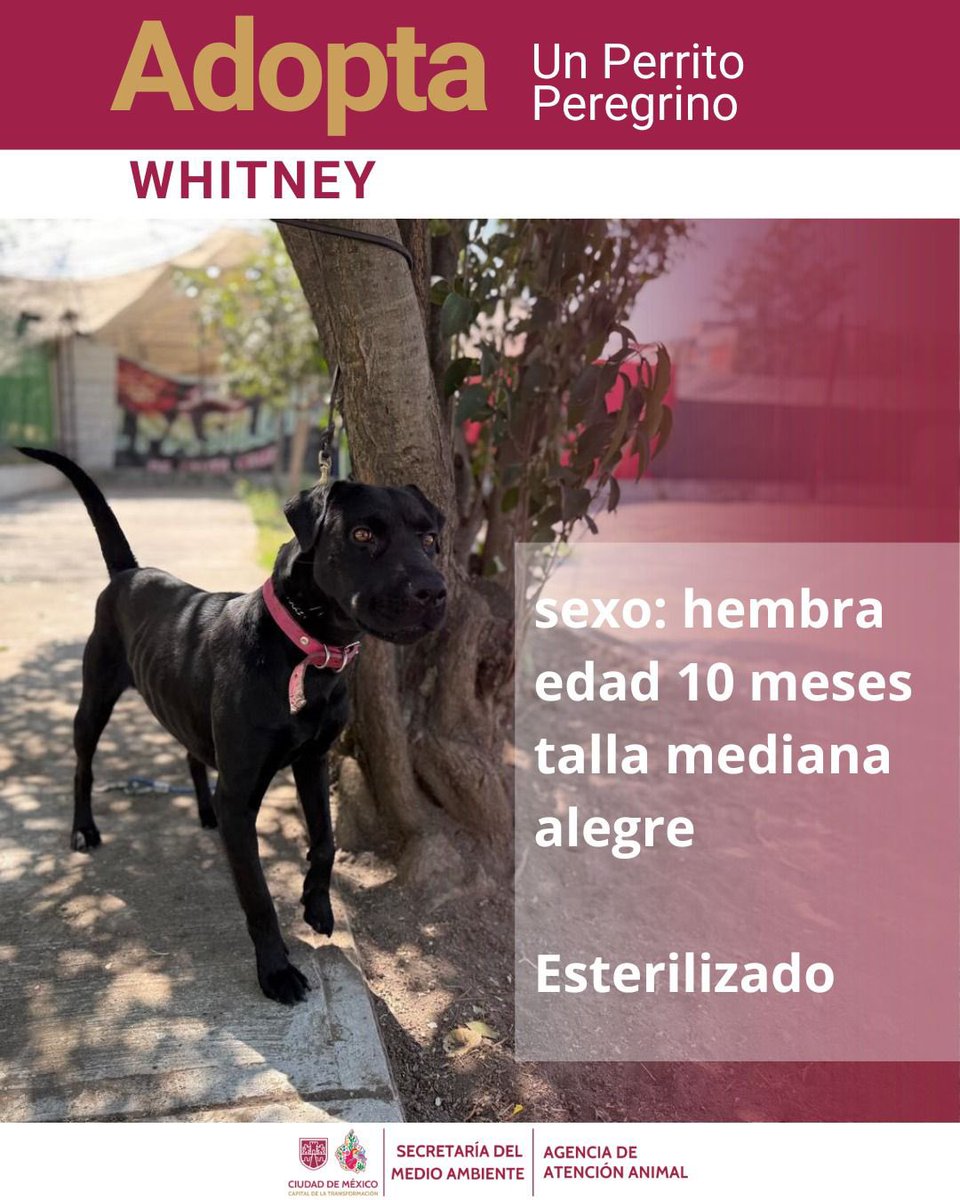 AgatanCdmx's tweet photo. Este sábado tenemos #AdoptatónCDMX @GobCDMX @ClaraBrugadaM  a las 11 am en el Monumento a la Revolución y estos son los perritos que te estarán esperando para ser parte de tu familia: 🧵 🐾🐾🐾🐱🩷 WHITNEY: https://t.co/uhc2eUbB2i