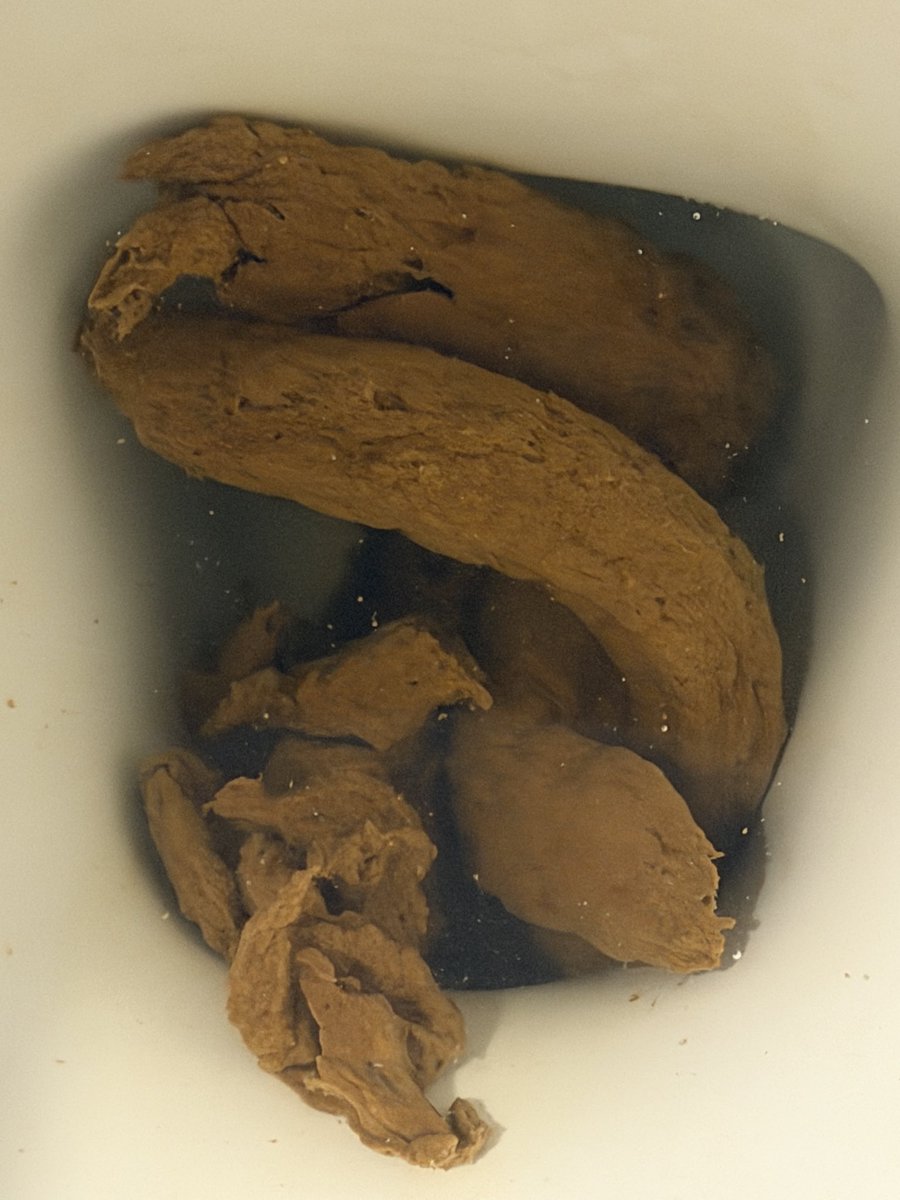 NYC Toilet Feeder tweet media