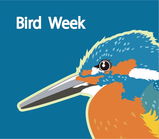 ikimonomuseum's tweet photo. #愛鳥週間
#birdweek
カワセミ https://t.co/rVekTlpqci