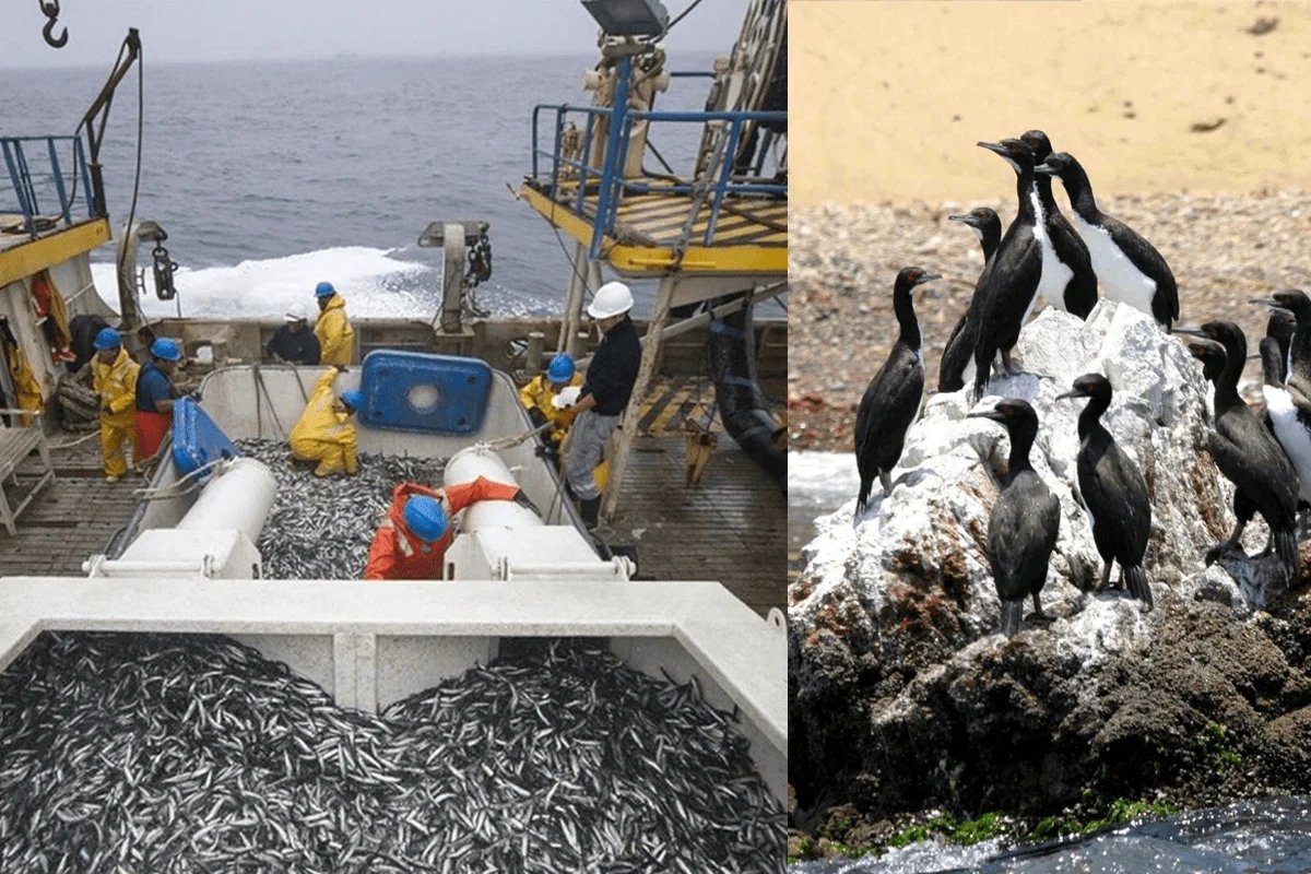 actualidadspda's tweet photo. 🚨Dictamen que busca prohibir pesca industrial en áreas naturales protegidas se debate este 14 de mayo.
▪️La propuesta refuerza la prohibición existente en el Reglamento de la Ley de Áreas Naturales Protegidas a través de una norma con rango de Ley.
https://t.co/bvFO8YG3r9 https://t.co/vG0VENsTaD