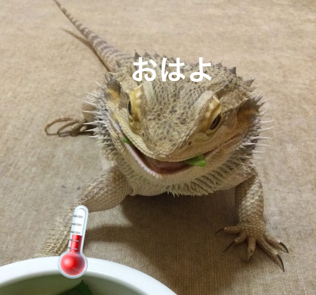 toskalt8513's tweet photo. おはようございます😀
今日も元気に宜しくお願いします🍀
5月14日は？ドイツの物理学者ガブリエル ファーレンハイトの誕生日 #温度計の日 🌡 で #ごいしの日  ⚪️⚫️
あと #けん玉の日 
快適なお部屋でけん玉しながら囲碁しましょうか😁
https://t.co/vKHuMCzQu1 https://t.co/8LFiPGDdfb