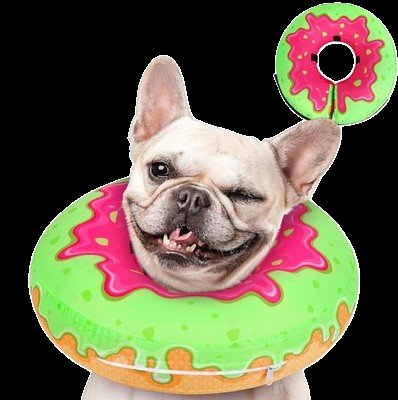 DoggSwitch's tweet photo. How it feels when you're a dog/puppy and someone shoves your whole head up their donut asshole https://t.co/6Fc3kZIeJ3