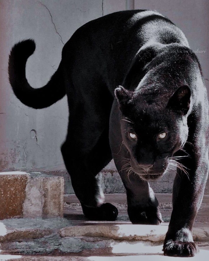 gato do minho da silva || au jeongchan 📌 tweet media