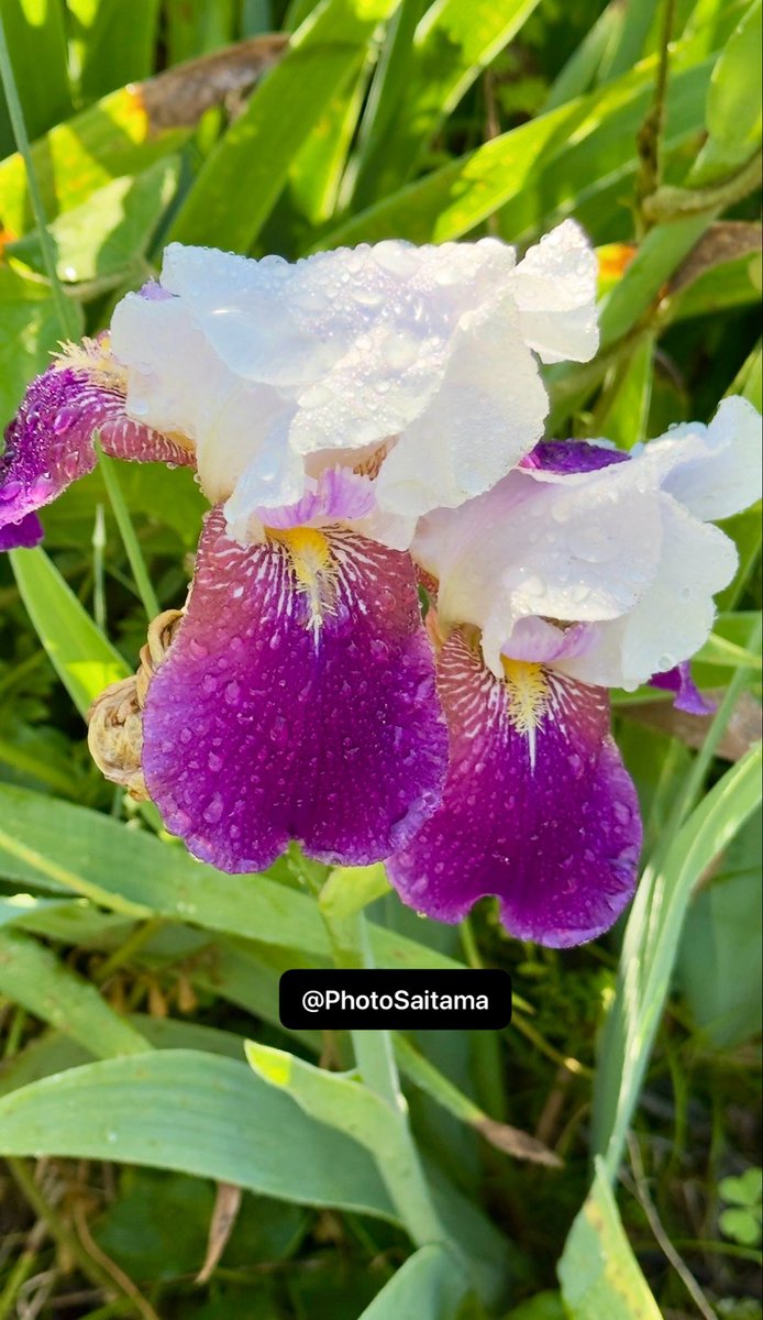 Photo Saitama tweet media