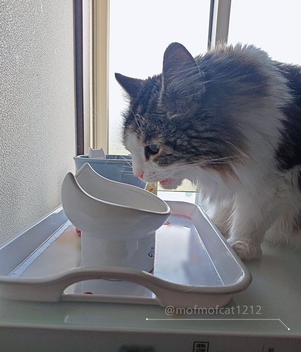 ノルにゃんこ tweet media