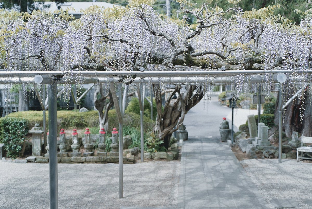 gabe3_y's tweet photo. ZeissのPlanarって小さいのに良いレンズですね。
合焦面と距離に応じたボケの美しさがなんとも言えない味になって。また撮りたくなって次のフィルムを装填してしまいます。

#ContaxG2 #Planar45mmf2
#kodakGold200 #ナツラボ https://t.co/fGuwwuMGwY