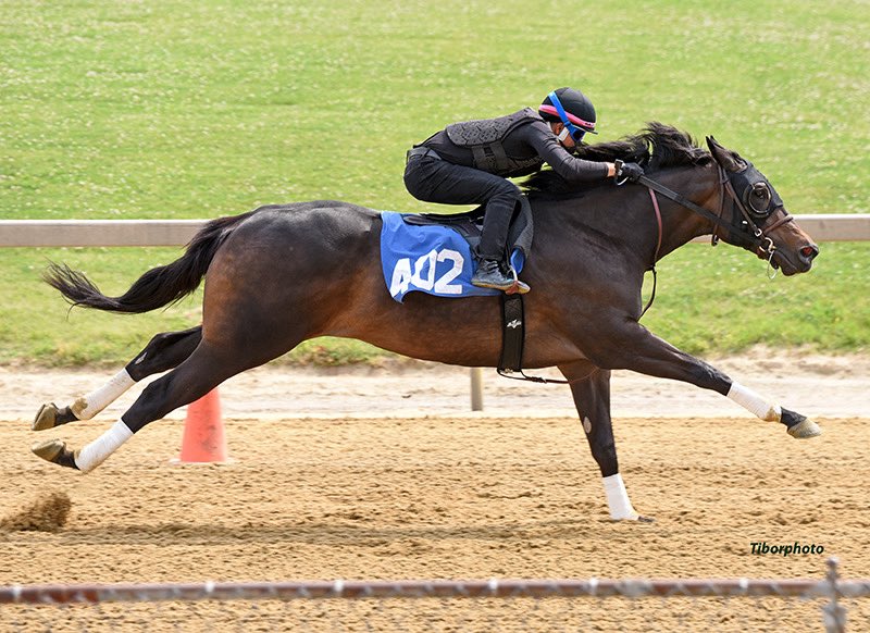 TopLineTBs's tweet photo. Taj Mahal full baby sister breezed well today @FasigTiptonCo! Cheering him on Saturday in the Preakness! This is a special filly. #402 #Nyquist 🔥 Best of luck to his connections and breeders. @DarleyAmerica @PreaknessStakes @BTRracingstable https://t.co/db3Nmdi9q5