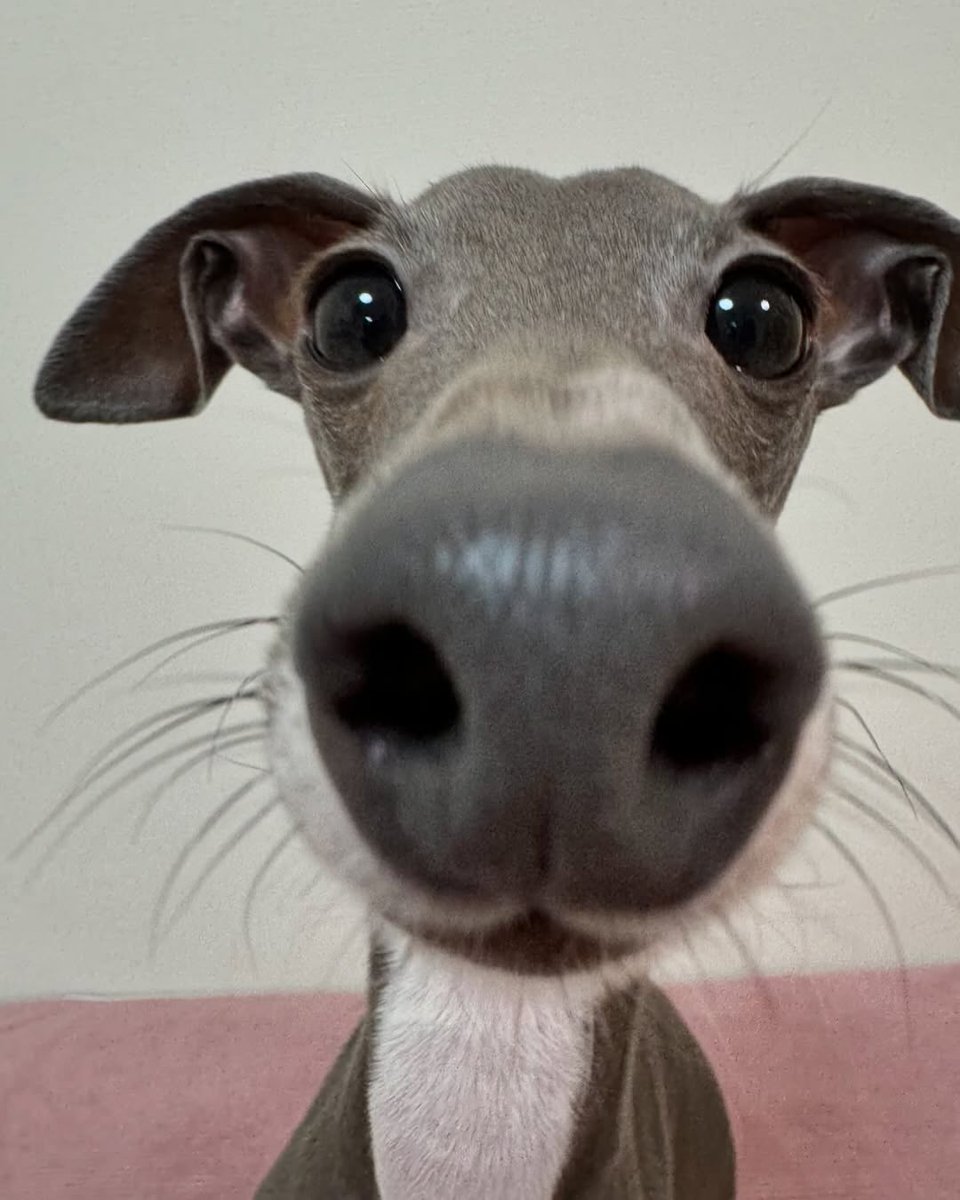 WeRateDogs tweet media