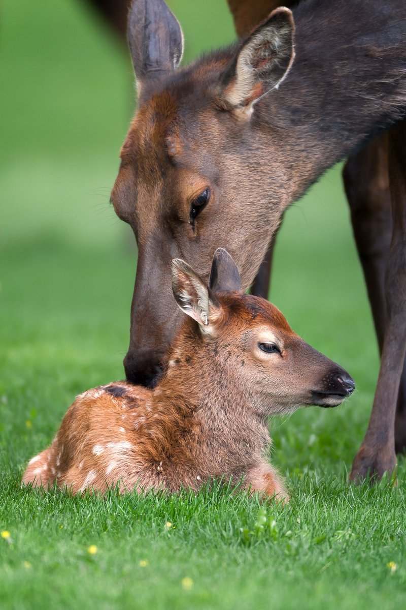 kvuwr60's tweet photo. Trophy hunting is a recreational practice that involves hunting elk to either sell or keep their body parts as souvenirs. This practice involves taking the lives of innocent animals for fun. Read more about the harm of trophy hunting here: https://t.co/ePDnP2imlo

#60animals https://t.co/JVqG96eulU