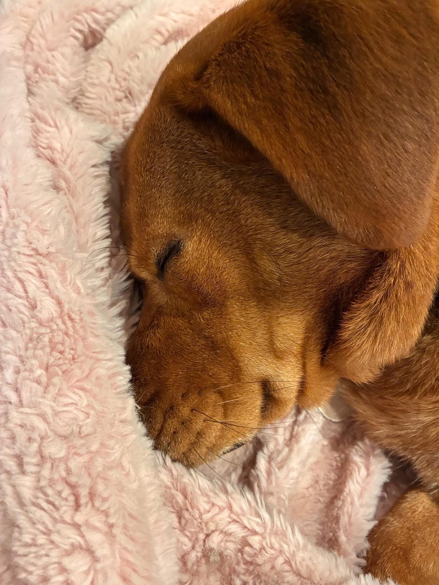 CRAVisuals's tweet photo. Queenie Meany Weenie Bobaleenie https://t.co/qUCWFqo4lK