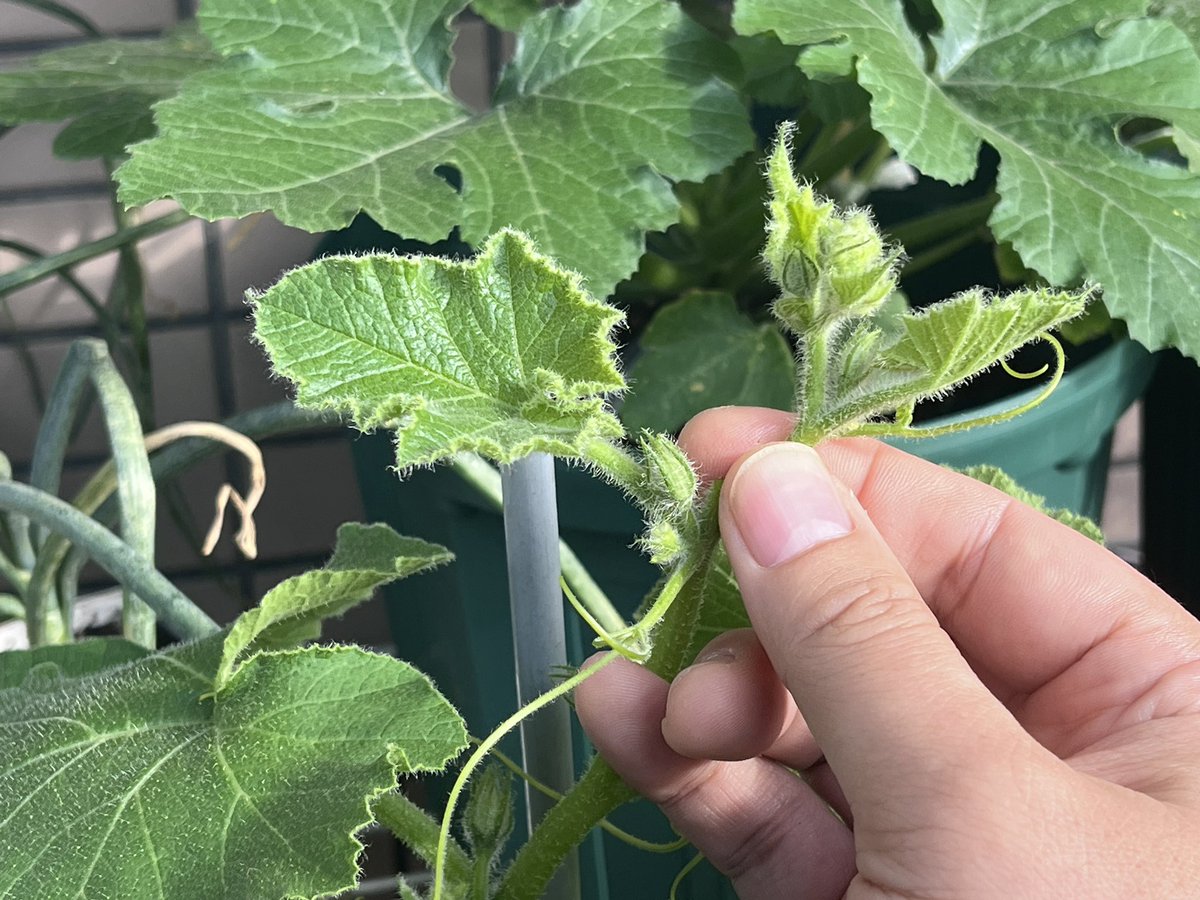 maemukilab's tweet photo. 5月14日。
カボチャの葉っぱが7枚になったので、親っるを摘芯。

葉っぱが4枚で行う人もいるみたいだけど、この違いってたぶん、子っるの選抜に関係してるのかな。

4本から選ぶのと7本から選ぶのだと、良い子っるが伸びる確率も変わるからね。#家庭菜園 https://t.co/1gtO4Am0aA