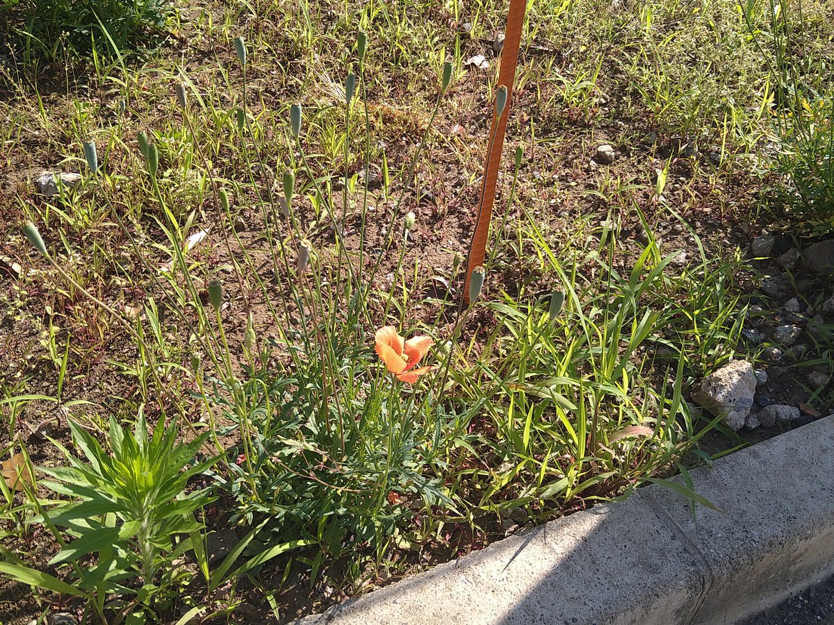 早めの連キン術師 tweet media