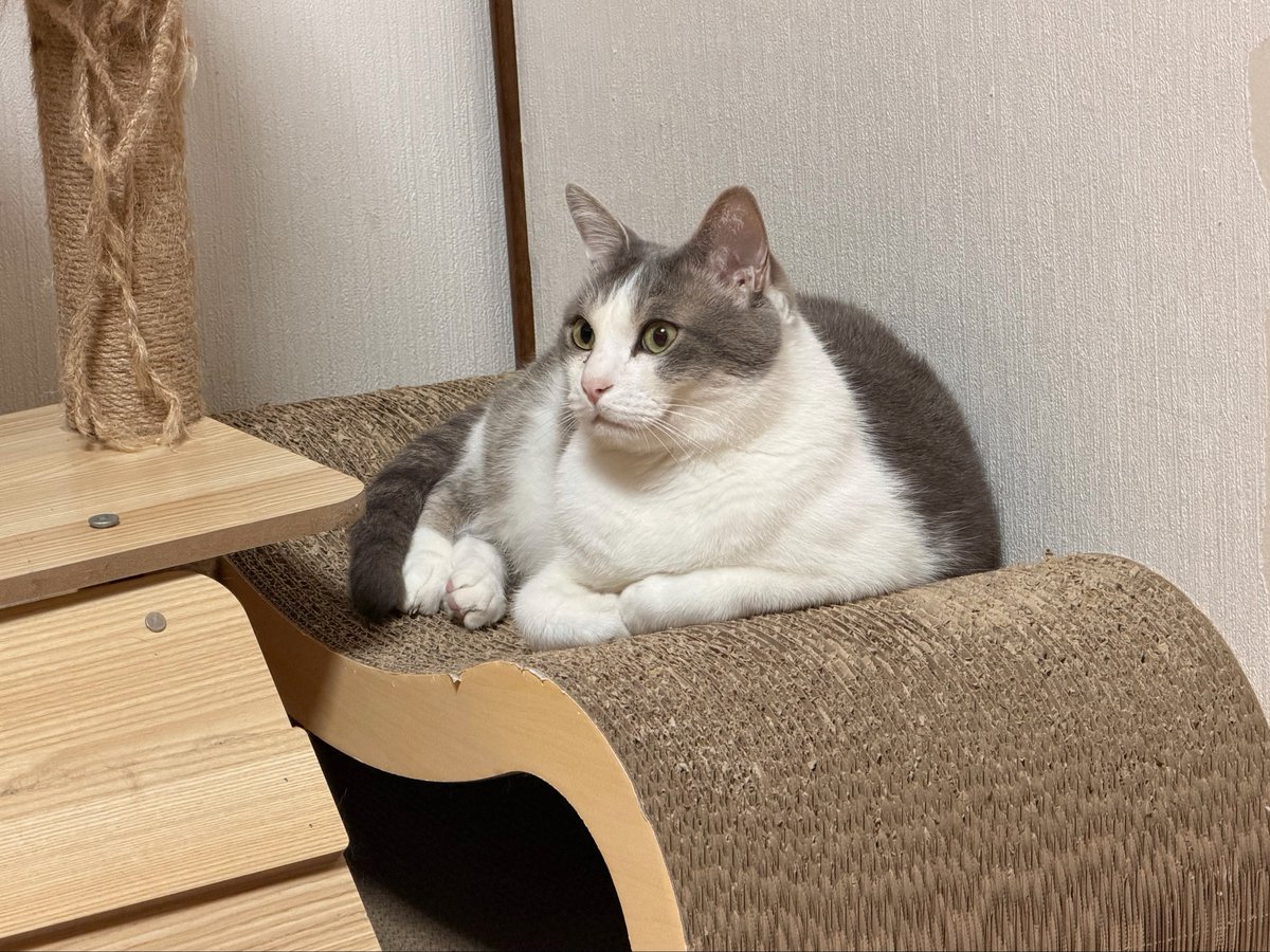 隣人 tweet media