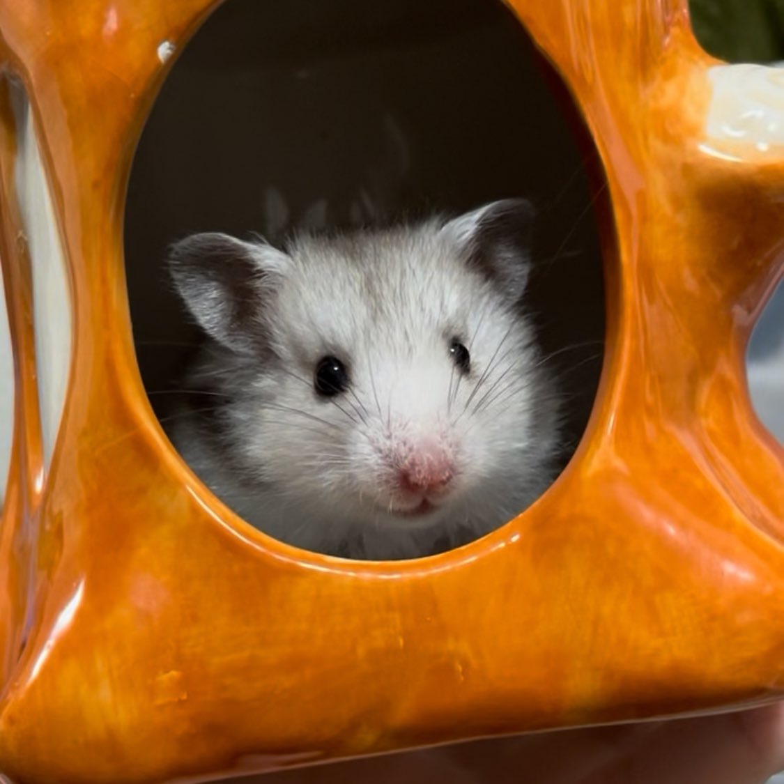 Chira/Taki (ちらたき) tweet media