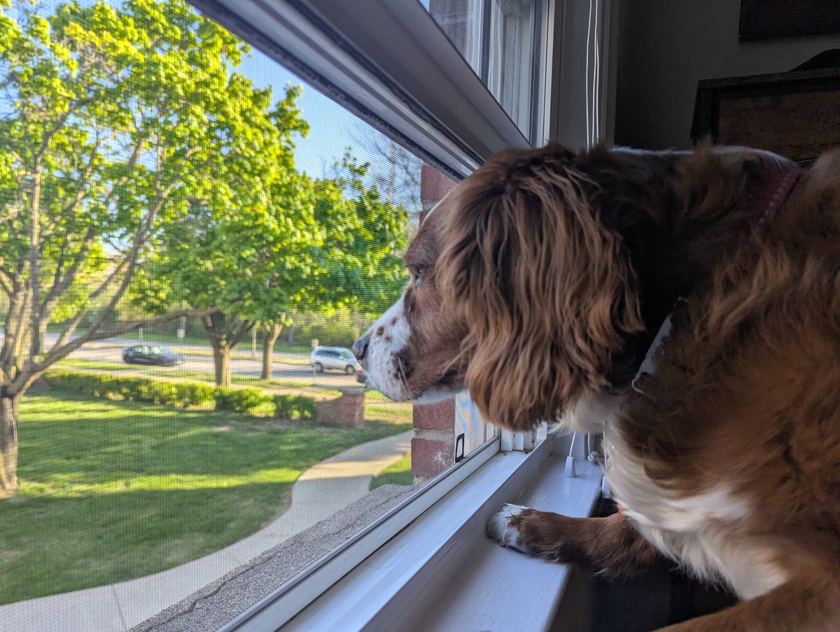 CuddlesCavapoo's tweet photo. sniff sniff sniff sniff sniff sniff sniff sniff sniff sniff sniff sniff sniff sniff sniff sniff https://t.co/mMkLhVGisI
