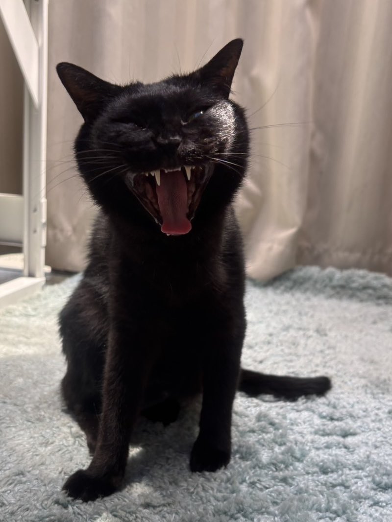 黒猫アルル tweet media
