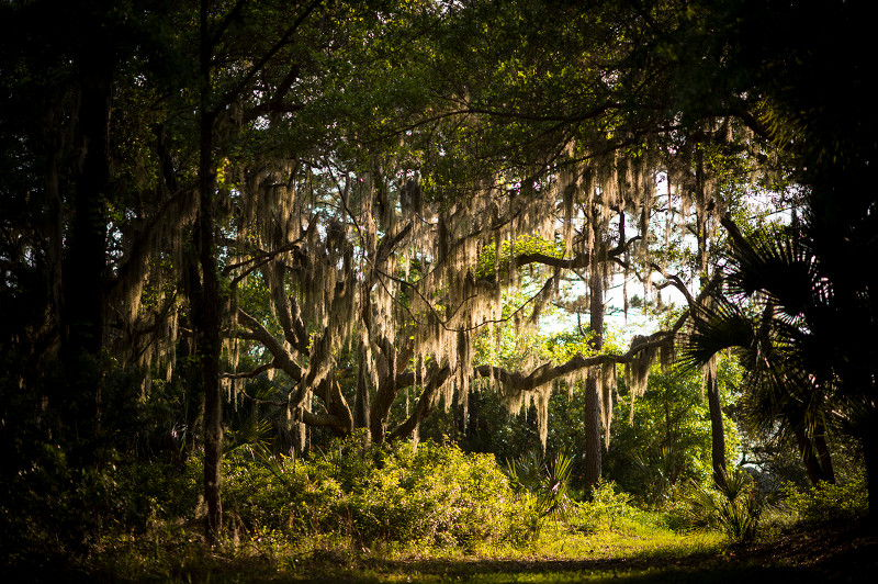 South Carolina tweet media