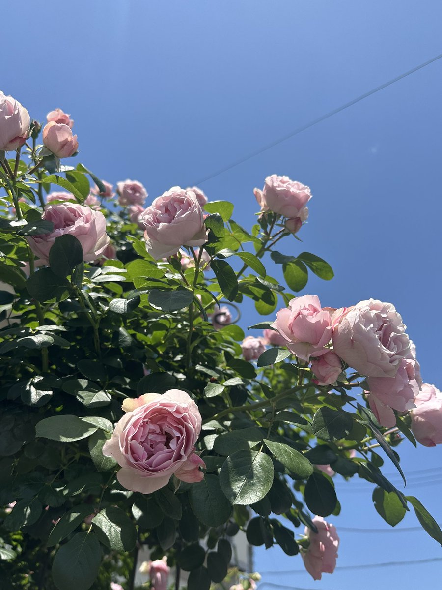 春野菜摘 tweet media