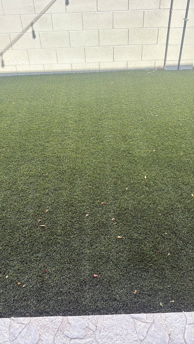 No1Ballknower's tweet photo. Thank you so much @BarstoolBigCat. @barstoolchicago green turf looks incredible in my backyard. Best purchase I have ever made. Do you guys have more for sale? https://t.co/wxSZUuqV56