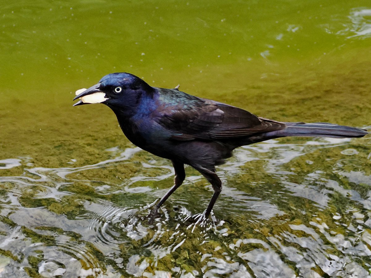mawgdn's tweet photo. Whatever it was that he had for lunch, he dunked his food and flew away 🙂 Common #Grackle #FlyDay #birdwatching Clove Lakes Park 05/13/26 https://t.co/1i8QTKadMo