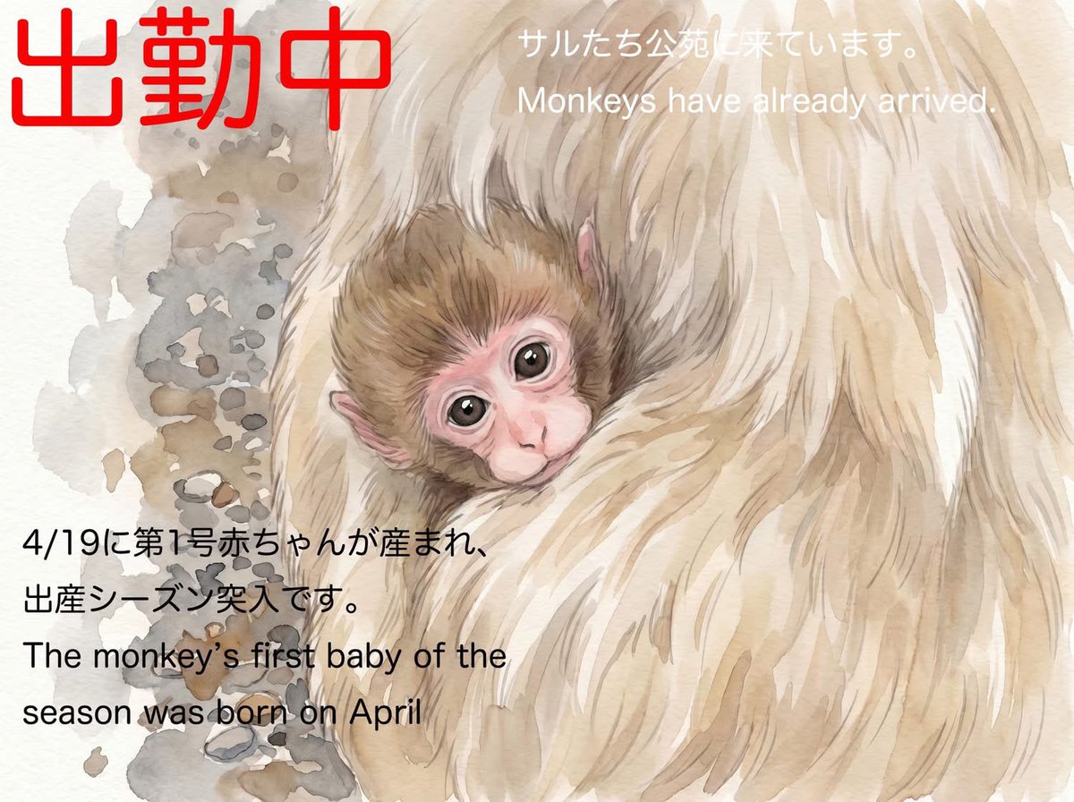 5/13 8:30 サルたち来てくれています。 Monkeys have already arrived 5/13 8:30 サルたち来てくれています。 Monkeys have already arrived
