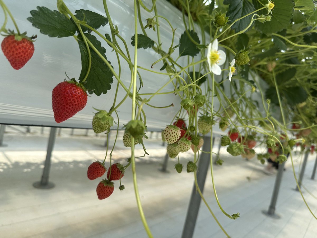 withtie's tweet photo. いちご狩り行ってきた🍓
今年の記録は30分36個！！写真なんて撮らずにひたすら食べた🤣もぎたていちご最高においしかった〜 https://t.co/BUOrxUnvSv