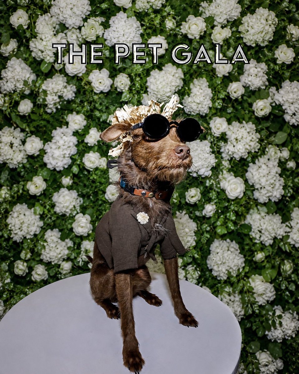 AnthonyRubio01's tweet photo. Pet Fashion’s Biggest Night!
The Pet Gala by Anthony Rubio  Benefitting the #AKC
@MuseumoftheDog 
Ticket: https://t.co/EVAkMPIaTo   

The #PetGala will feature designs from the 2026 #MetGala replicated by Pet Couturier Anthony Rubio

#MetBall #WeeklyWoof #PetFashion #DogFashion https://t.co/H4fkxl8q8I