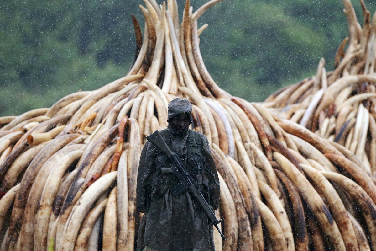 s_pace39's tweet photo. @goatloafer One of my favorites: Anti-poaching ranger guarding confiscated ivory in preparation for Kenya destroying it via controlled burn https://t.co/dLxi56NIVp