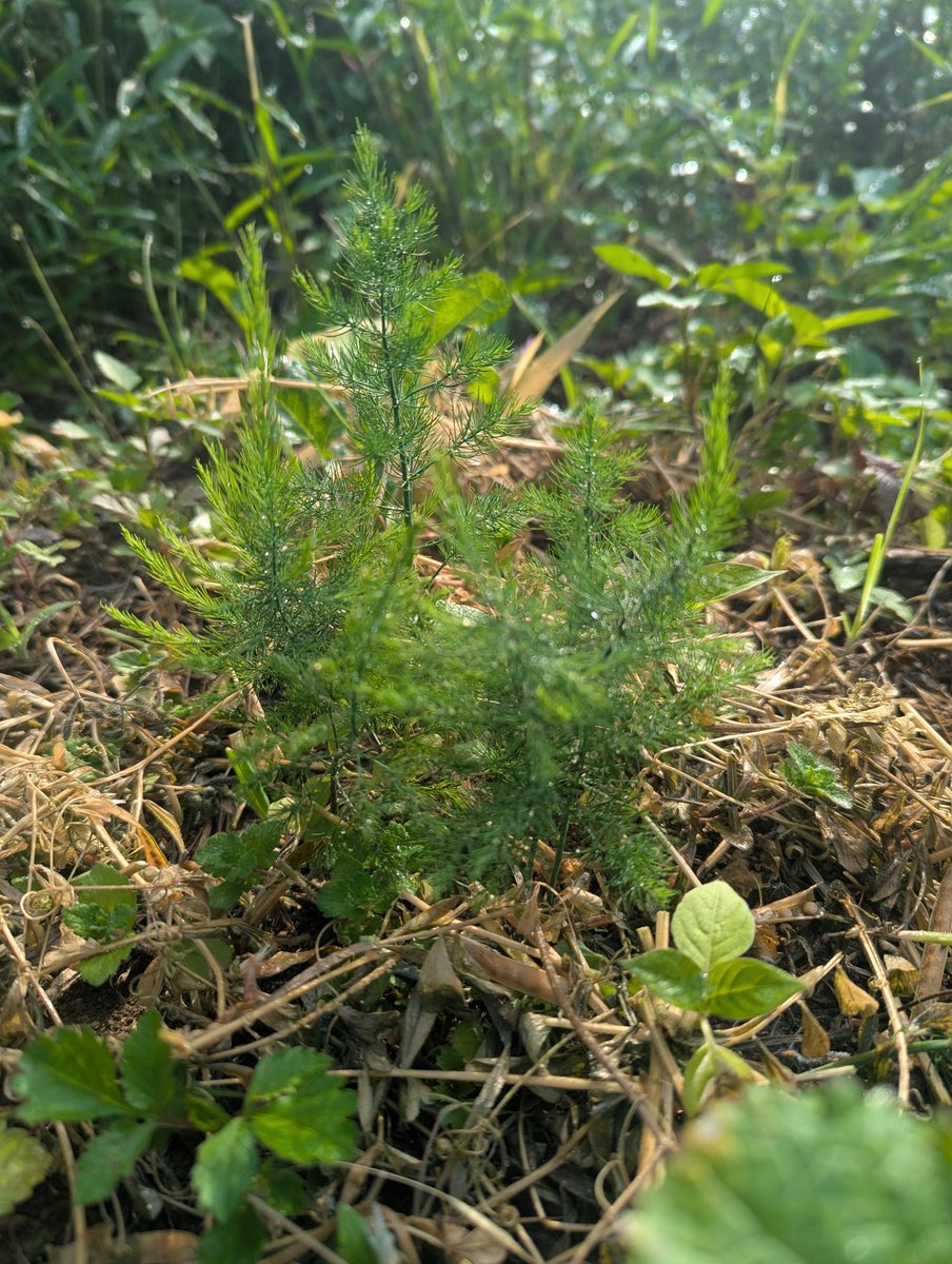 kananako555's tweet photo. #Asparagus
#自然栽培 #Naturalcultivation https://t.co/2J2RJxXZ5F