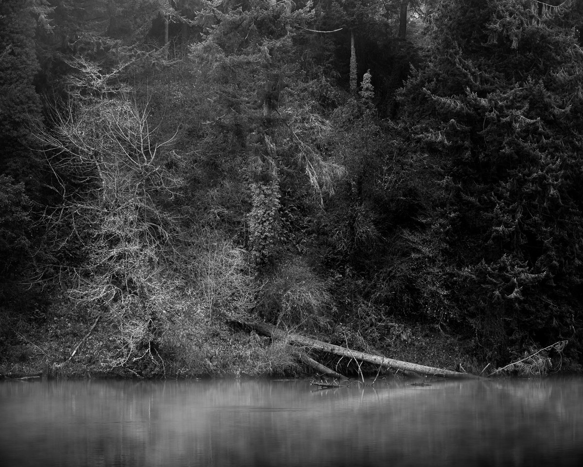 SteveBisig's tweet photo. Fallen trees along the shoreline. Fog drifting across Percival Cove. Quiet winter light in Olympia, Washington.

New reflection:
https://t.co/896UwIapCj

#blackandwhitephotography #pacificnorthwest #washingtonstate #fineartphotography https://t.co/cqEUVyovv2